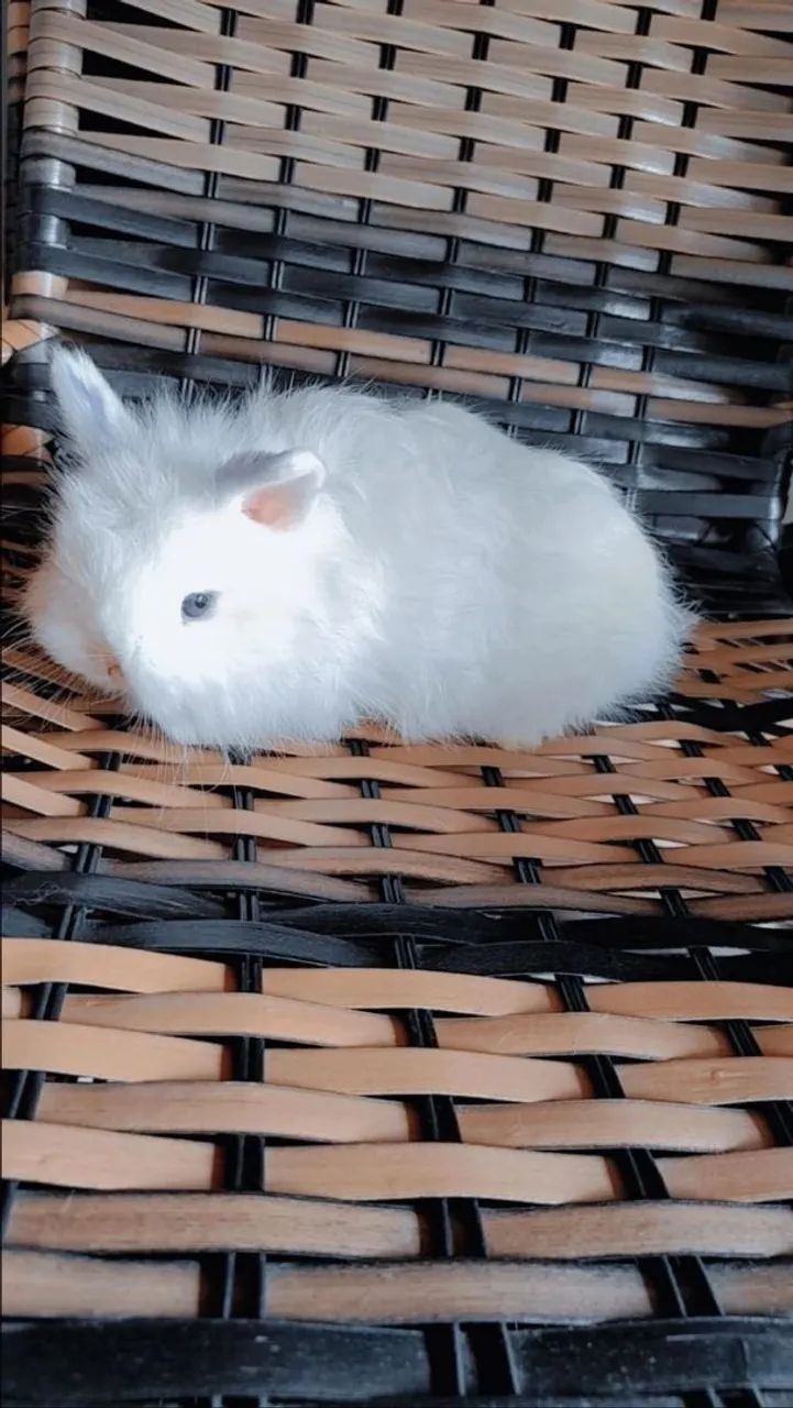 Vendo coelhos anão netherland padrão show,do tamanho da mão  - Foto 6