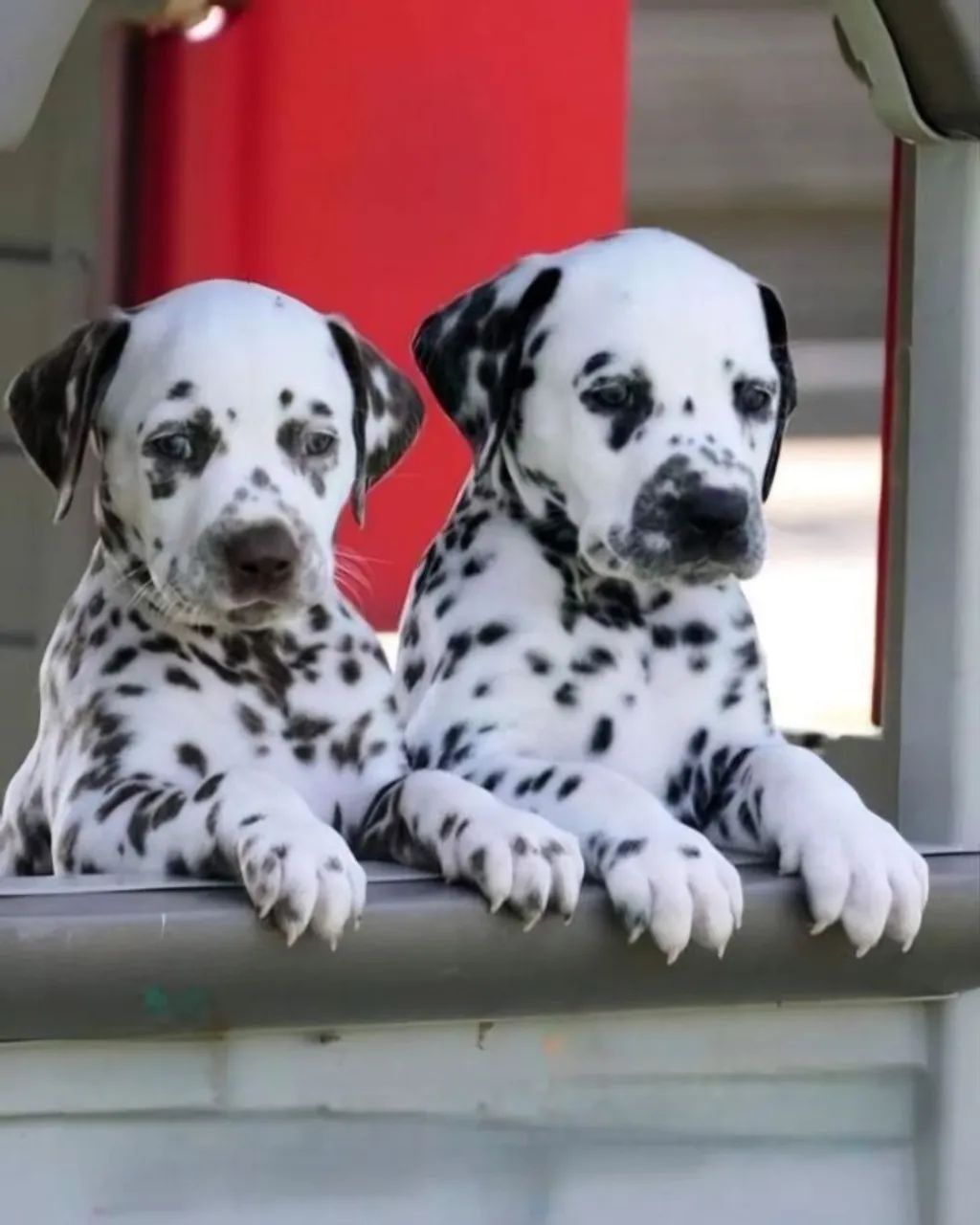 dalmatas com pedigree e contrato
