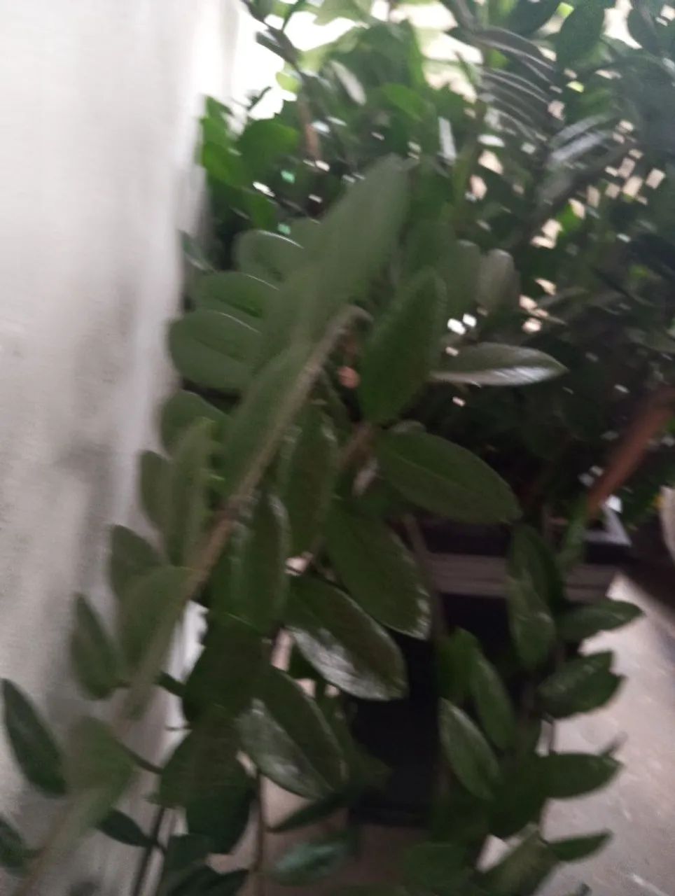 Vaso de plantas  - Foto 2