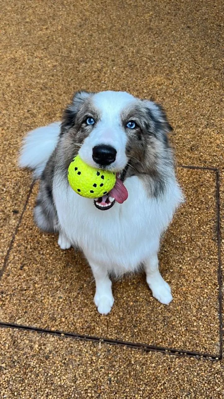 Dog walker, adestrador e Pet sitter 
