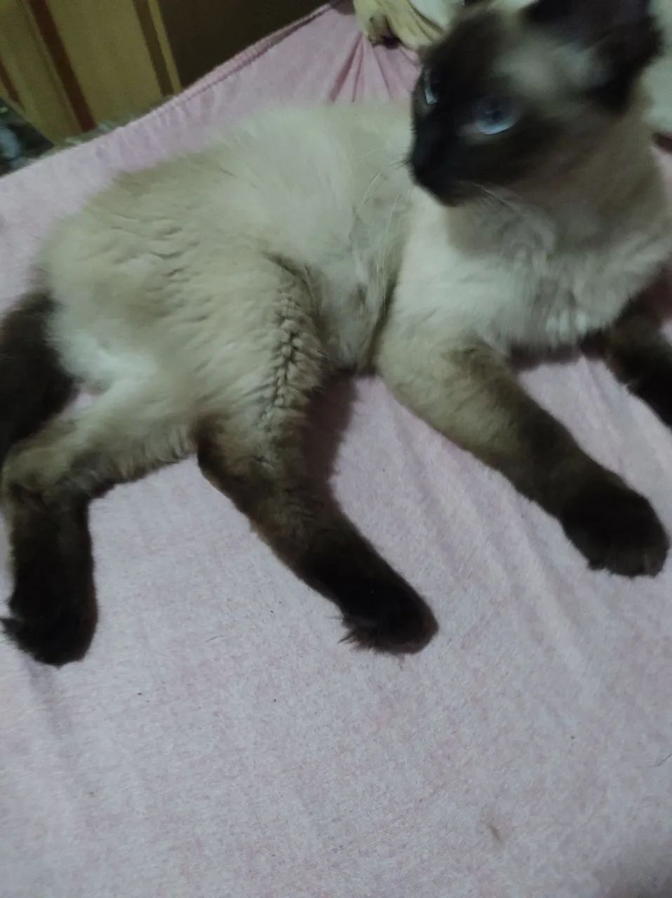 Doa-se gatinha siamesa