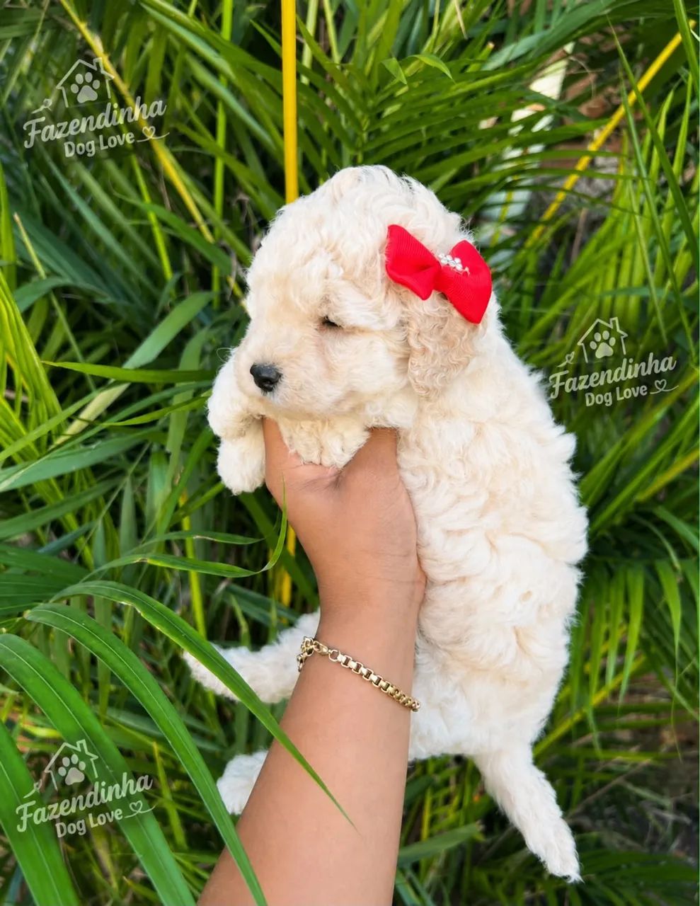 POODLES - Foto 2