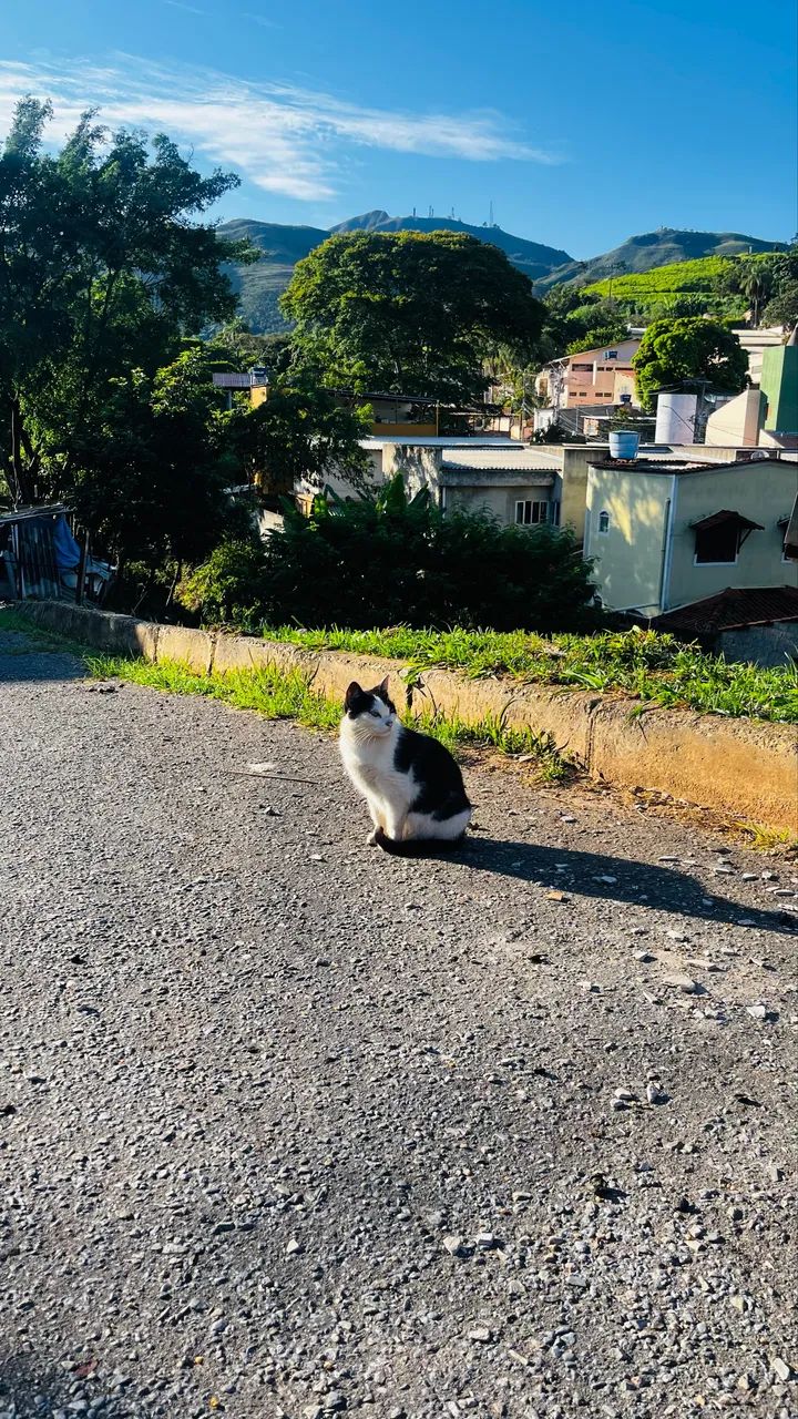 PITICA | ADOÇÃO RESPONSÁVEL  - Foto 3