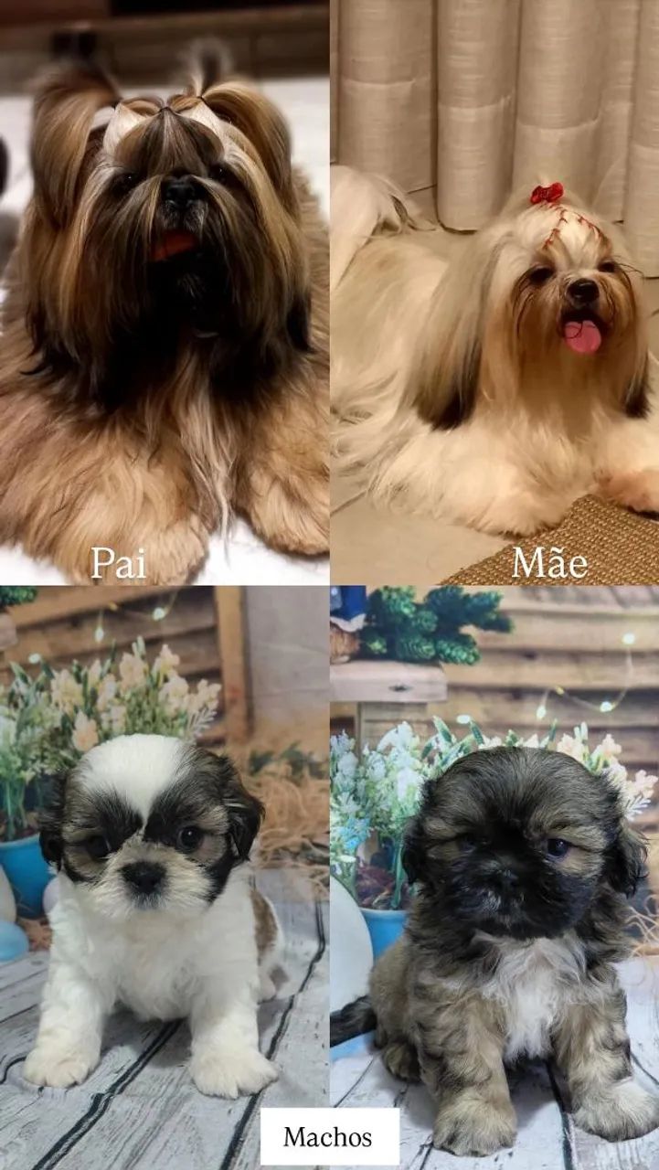 Filhote da raça shihtzu 