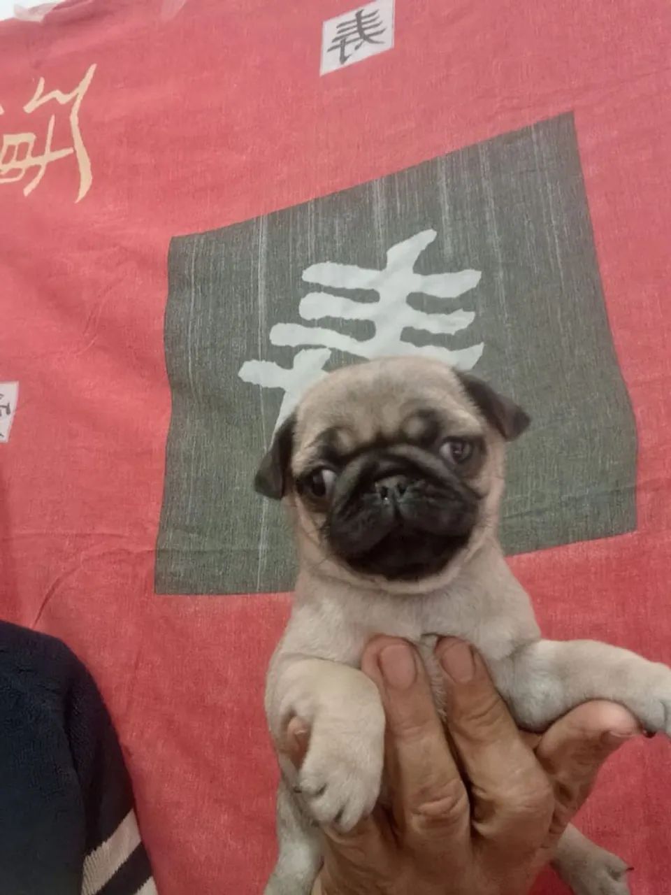 Filhote de Pug Abricot e Preto - Fêmea e Macho - Foto 2