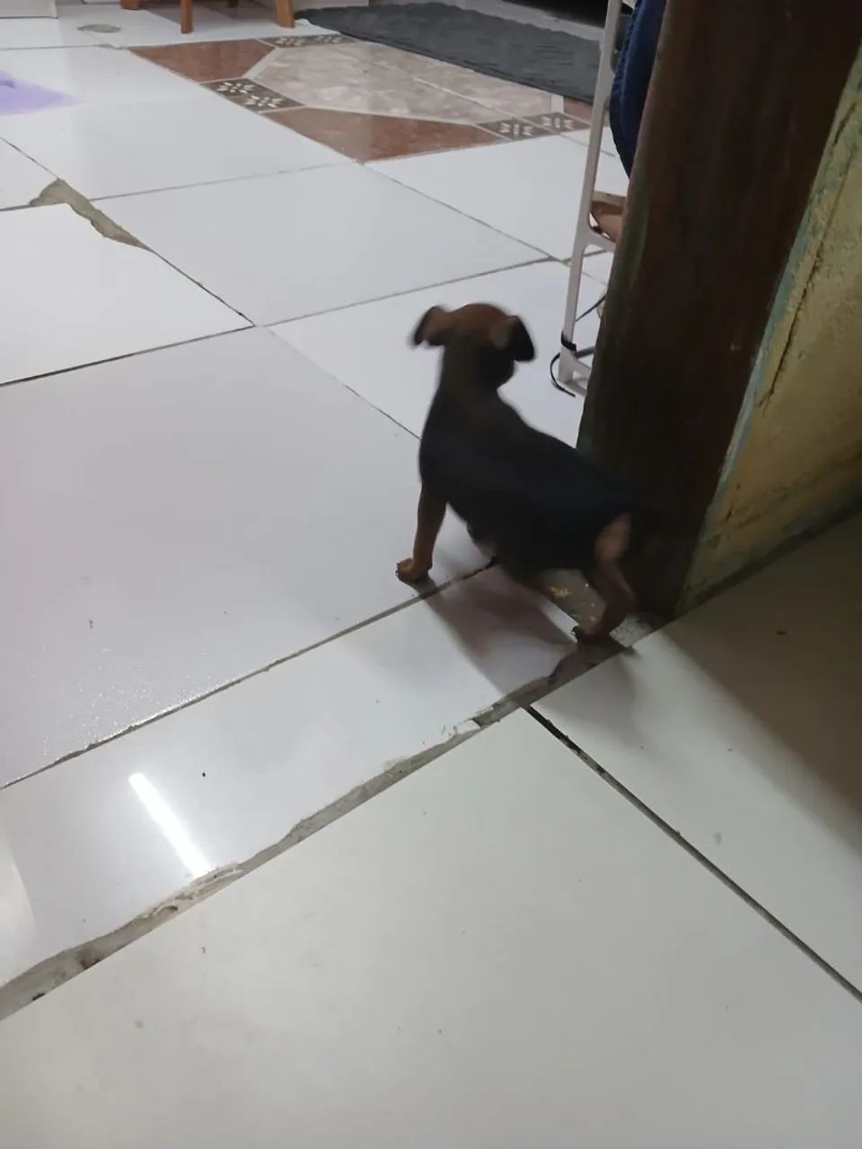 Pinscher  - Foto 2