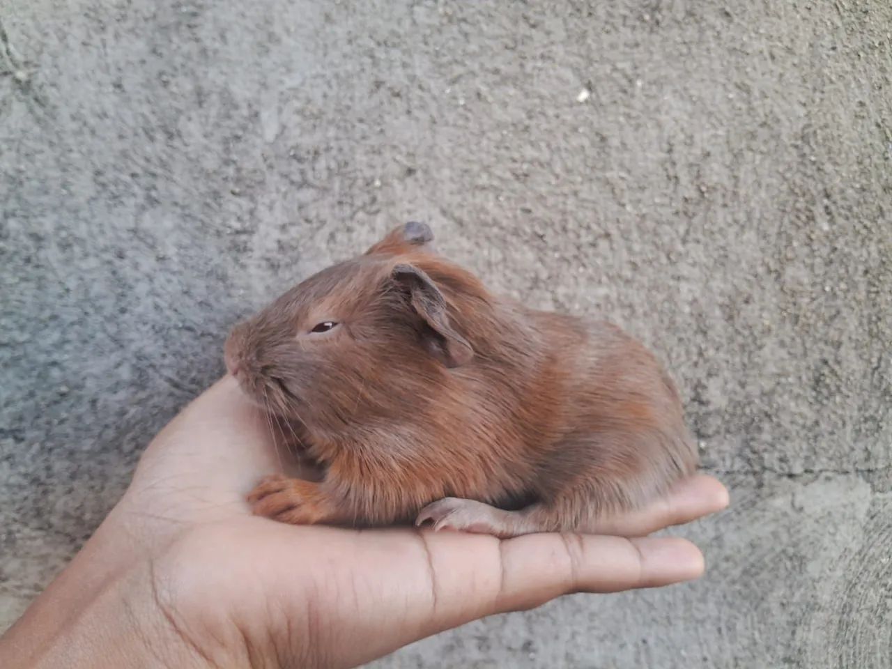 Porquinhos da índia filhotes  - Foto 2