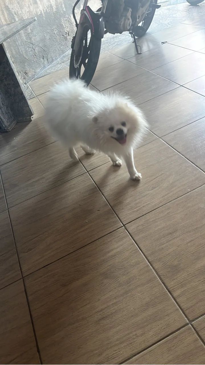 Spitz 10 meses macho  - Foto 4