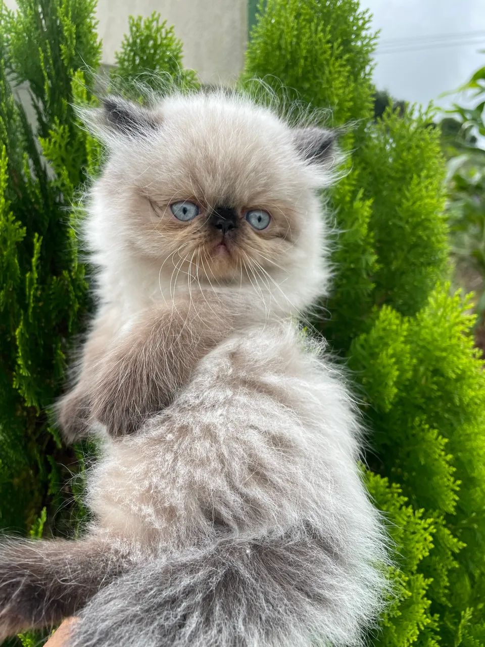 Gatos persas!  - Foto 4
