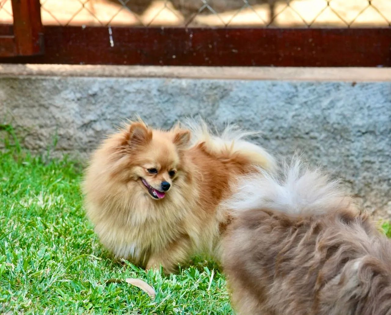 Spitz femea - Foto 4