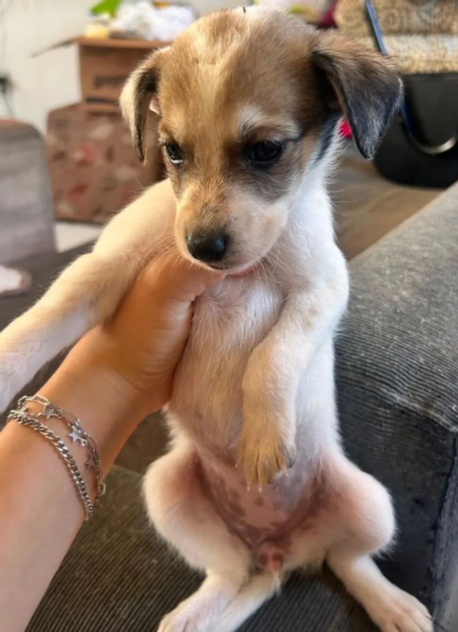 Adoção de animais  - Foto 3