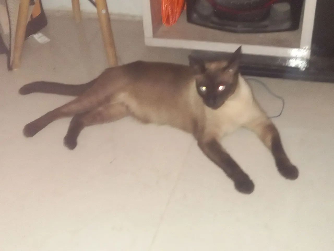 Adoção responsável macho  - Foto 3