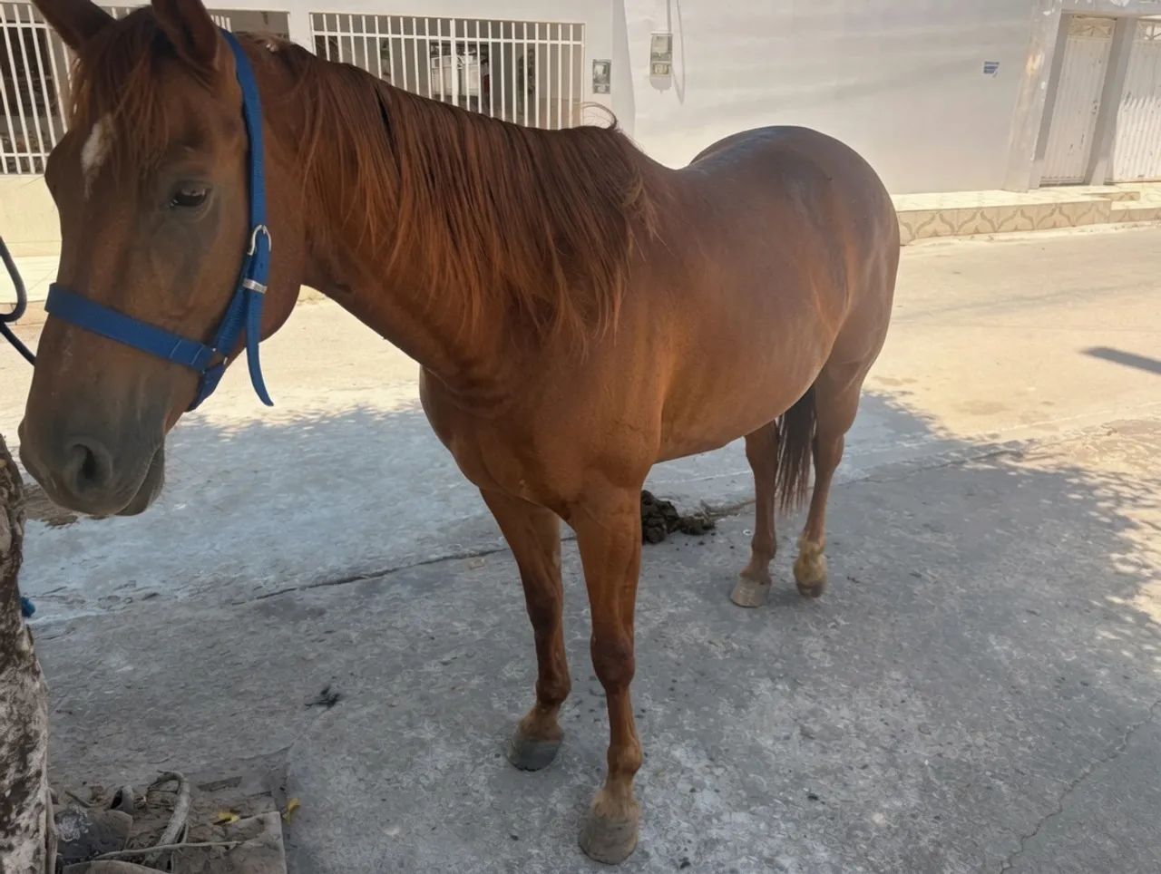 Égua quarto de milha pura filha de sabido dash e  lady lu doc?s fly.