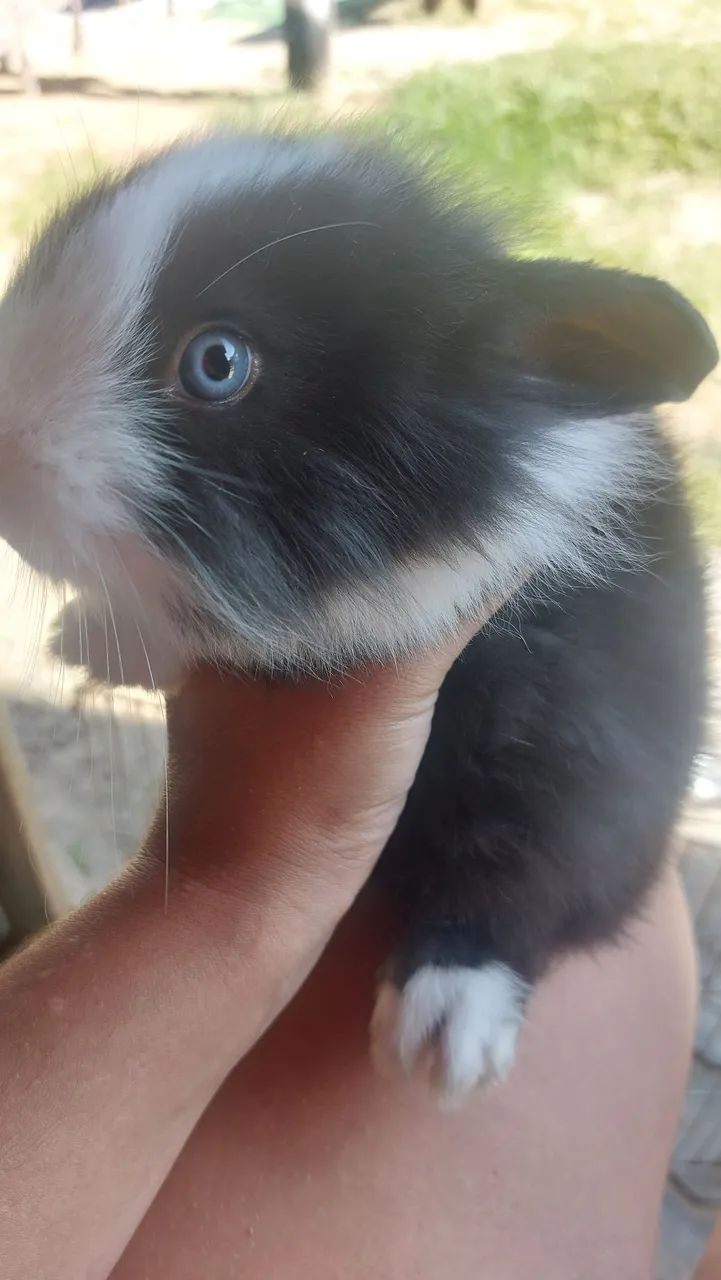 Coelha Mini Lion Head Preta com olhos Azuis Sensacional super peluda disponível  - Foto 3