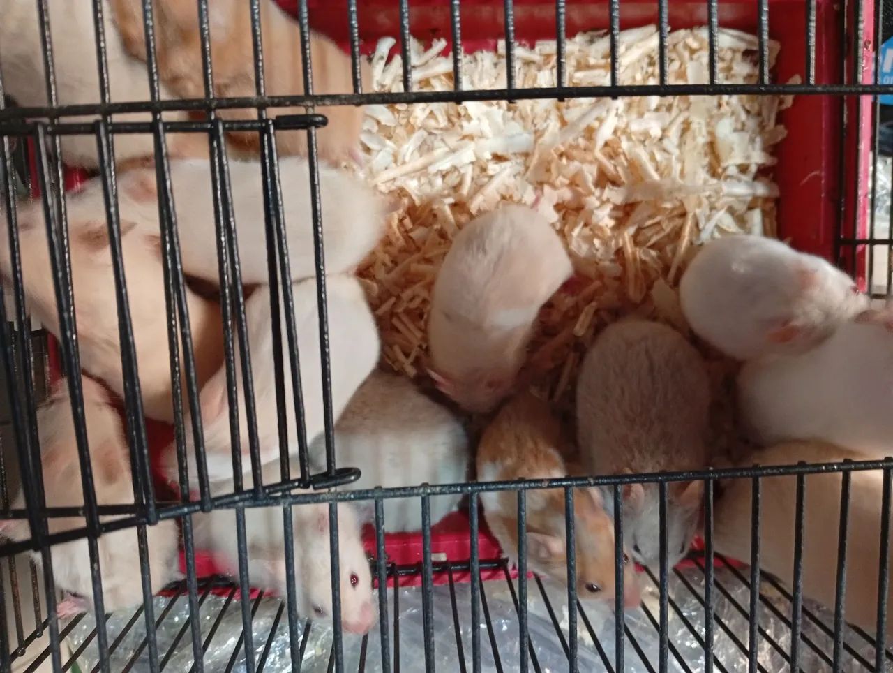 Hamster sírio  - Foto 4