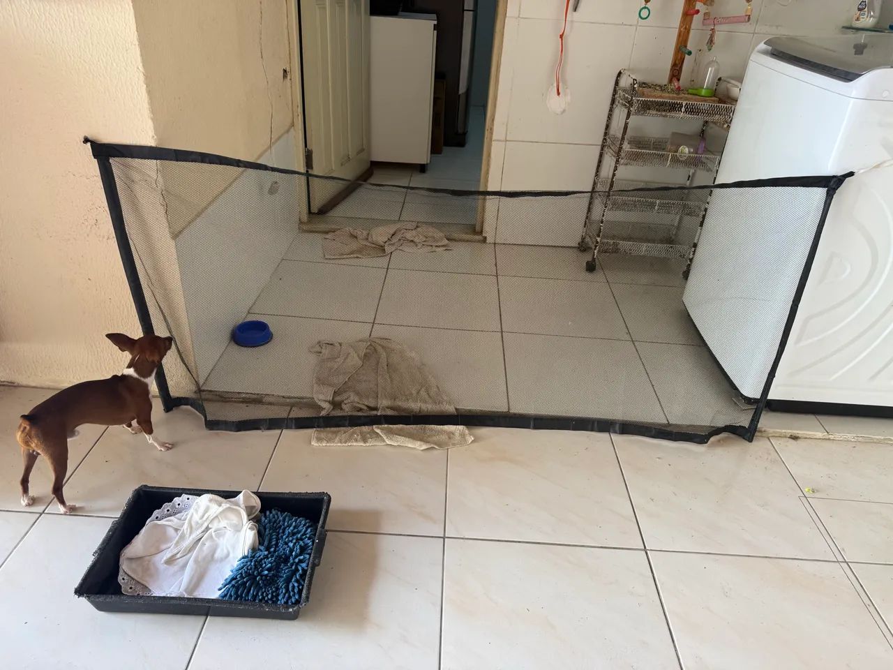 Tela de proteção pet - Foto 2