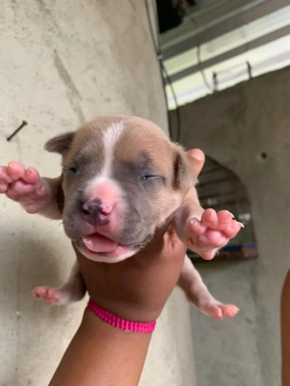 Pitbull misturado com América buler  - Foto 2
