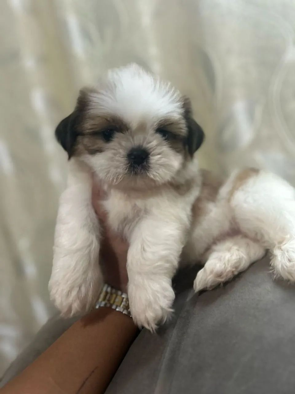 Shih Tzu 