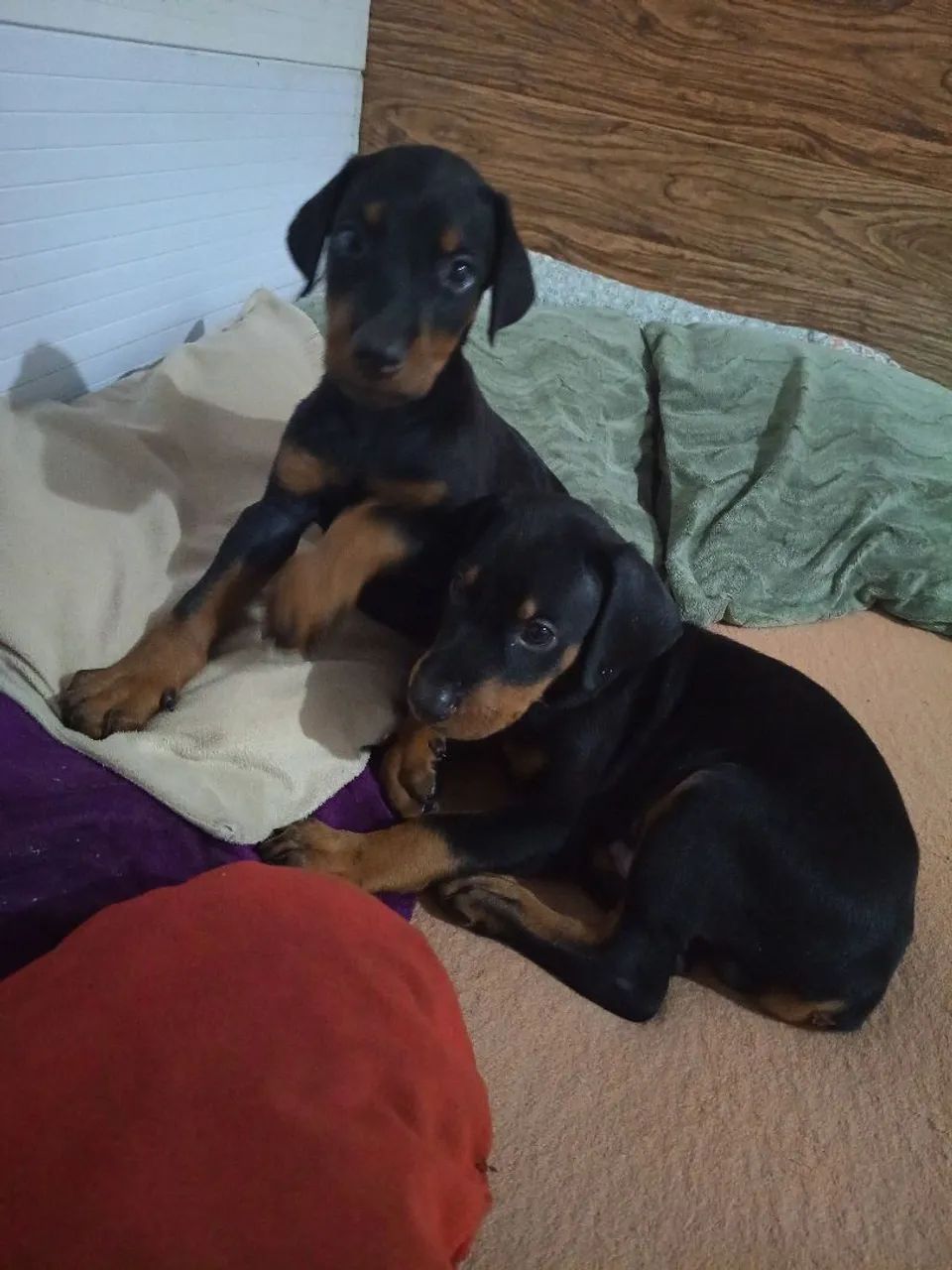 Cachorro  - Foto 3