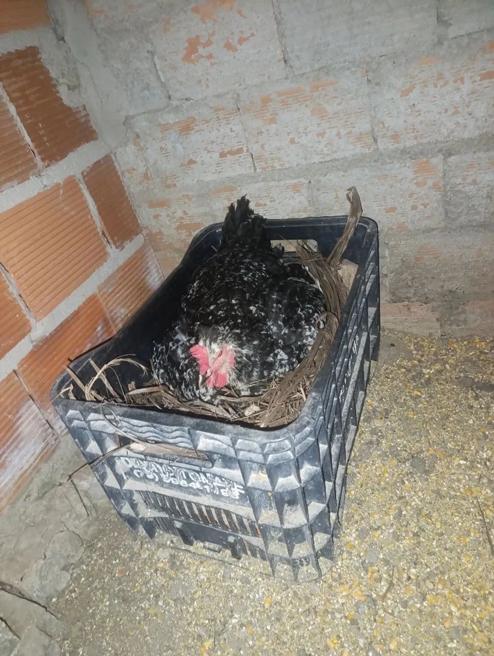 Galinha gsb mil flores 250,00