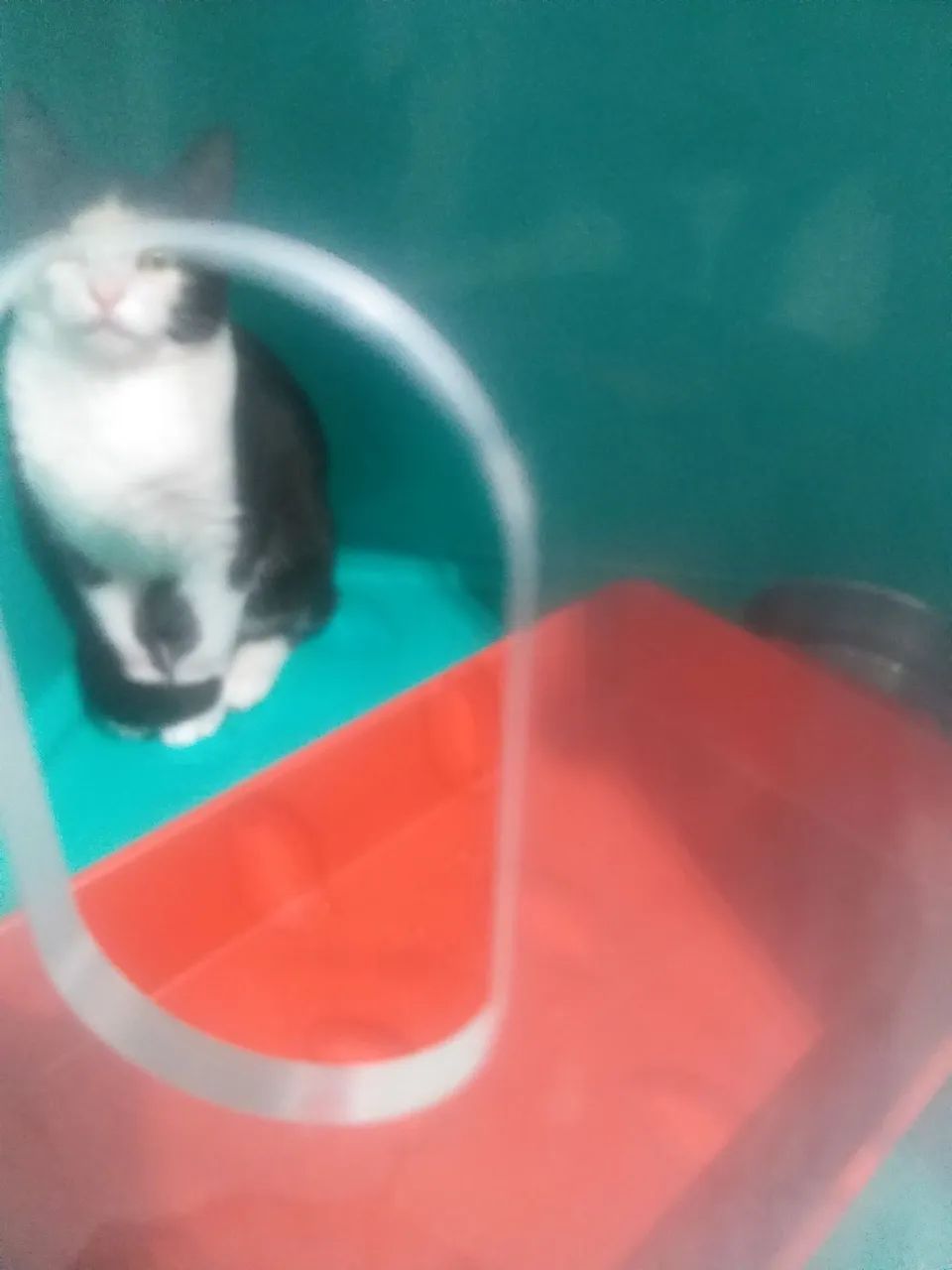 Bichos - Foto 2