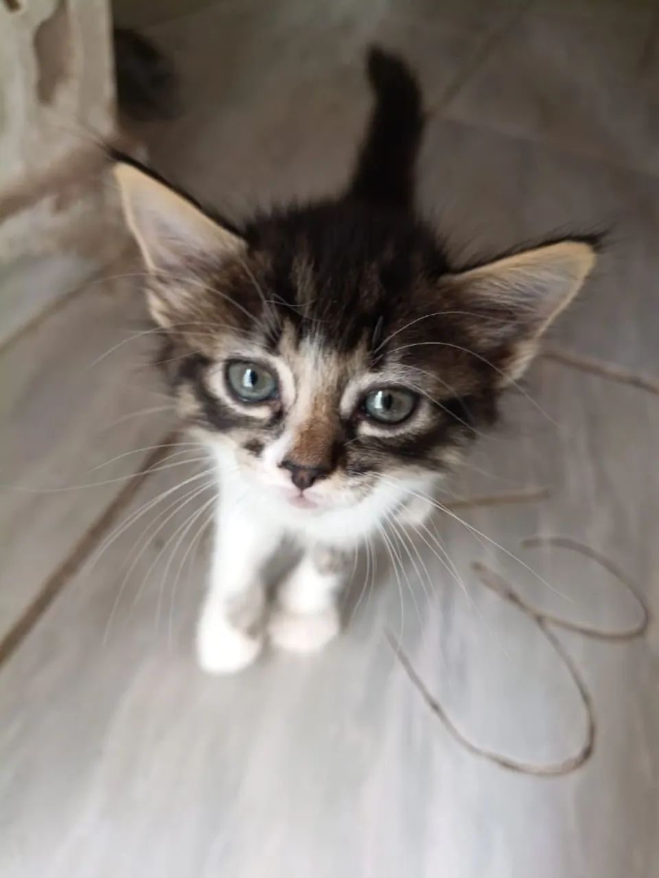 Filhote de gata fêmea  - Foto 4