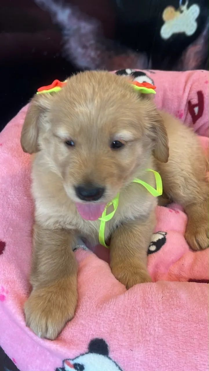 Golden retriever  - Foto 2