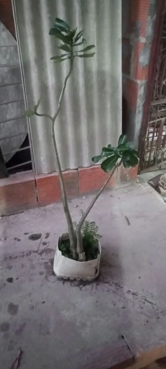 Rosa do Deserto - Foto 3