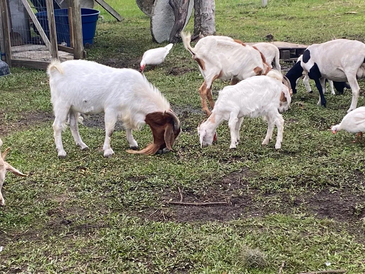 Cabras e ovelhas
