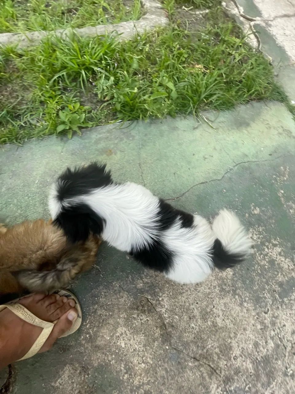 Shihtzu  - Foto 5