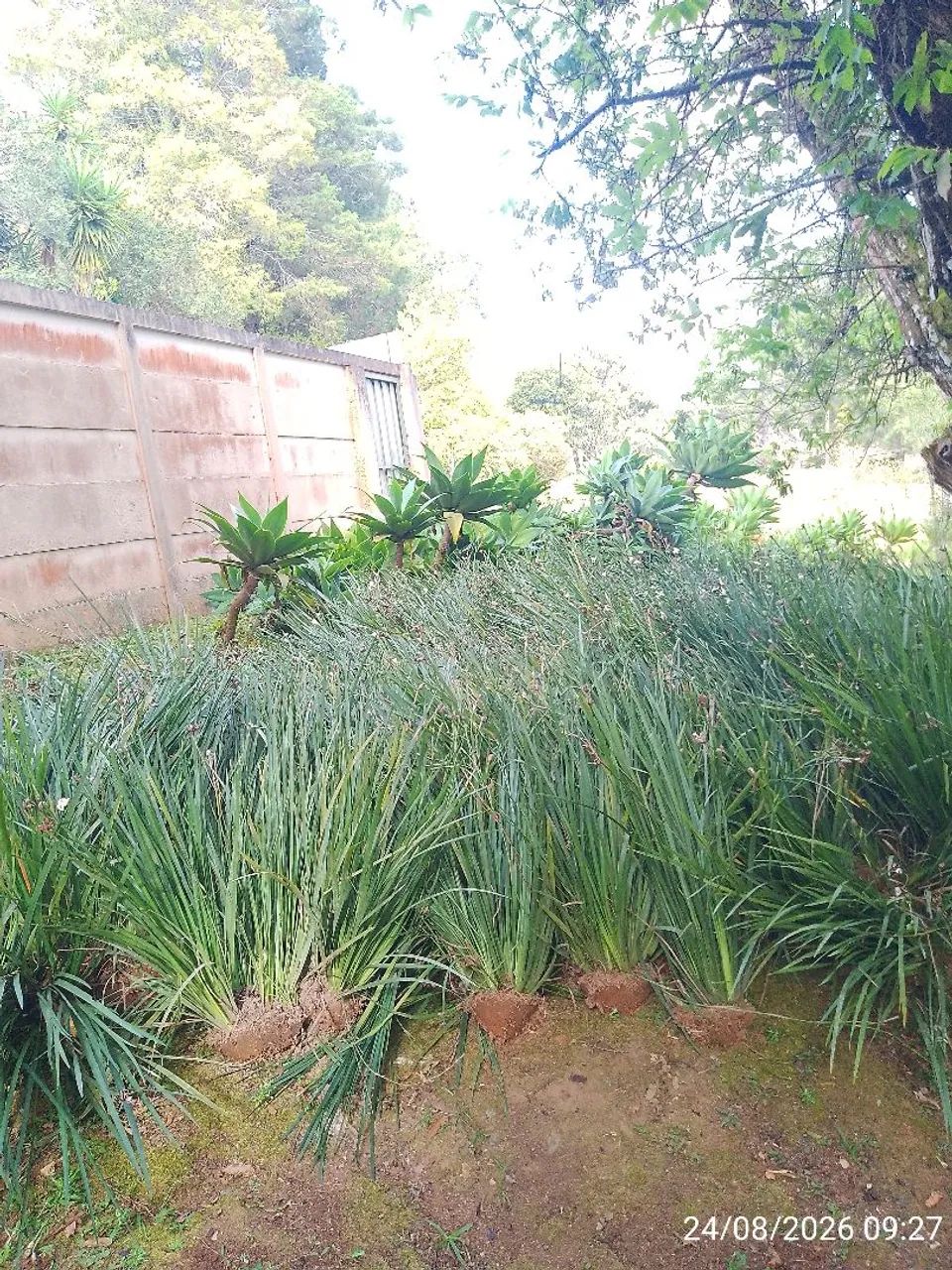 Moreia branca  - Foto 4