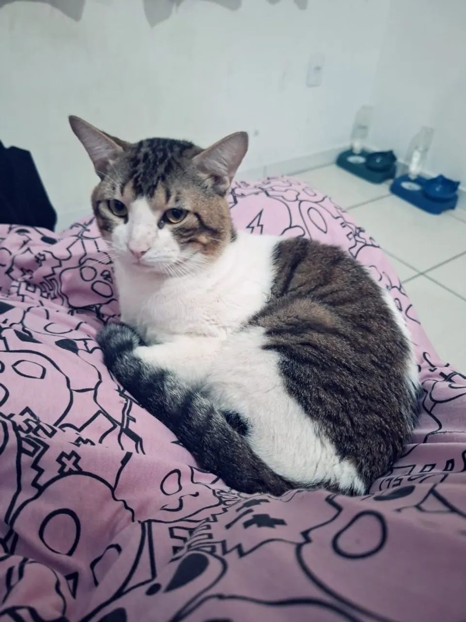 Gato Castrado - Foto 3