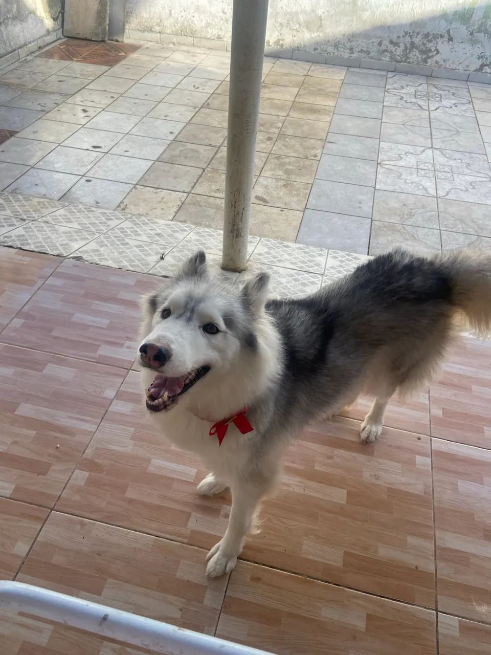 Doação de husky siberiano  - Foto 3