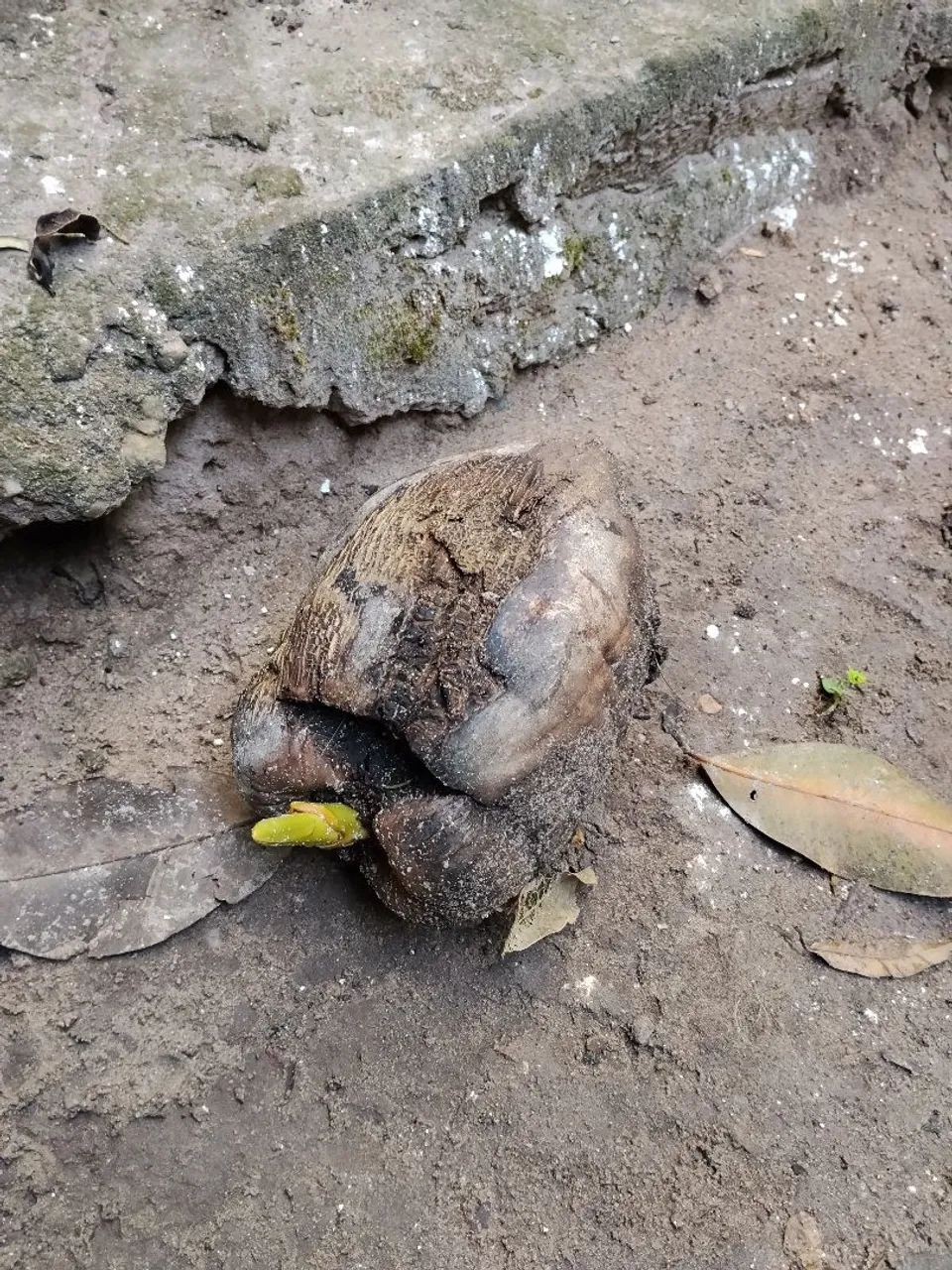 Mudas de coqueiro - Foto 5