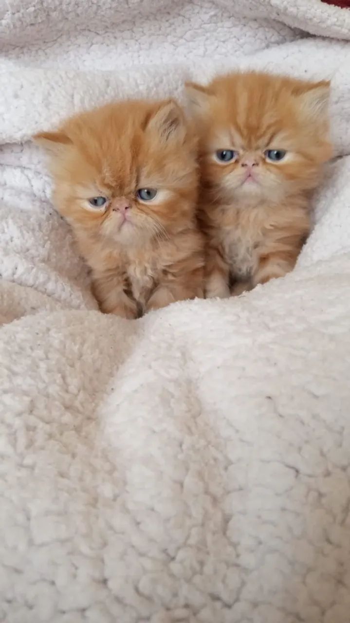 Persa Garfield  - Foto 2