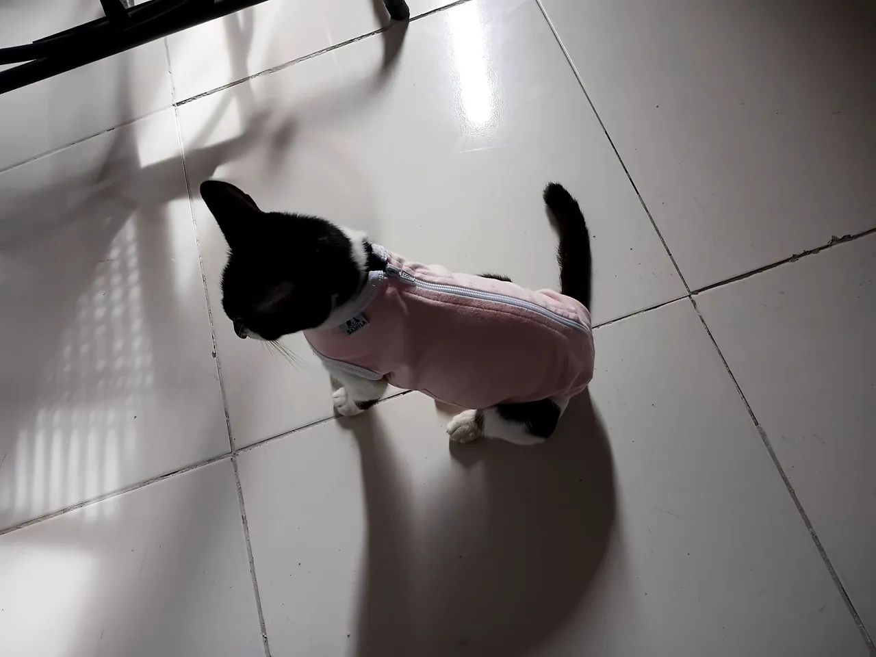 Gatinha  - Foto 2