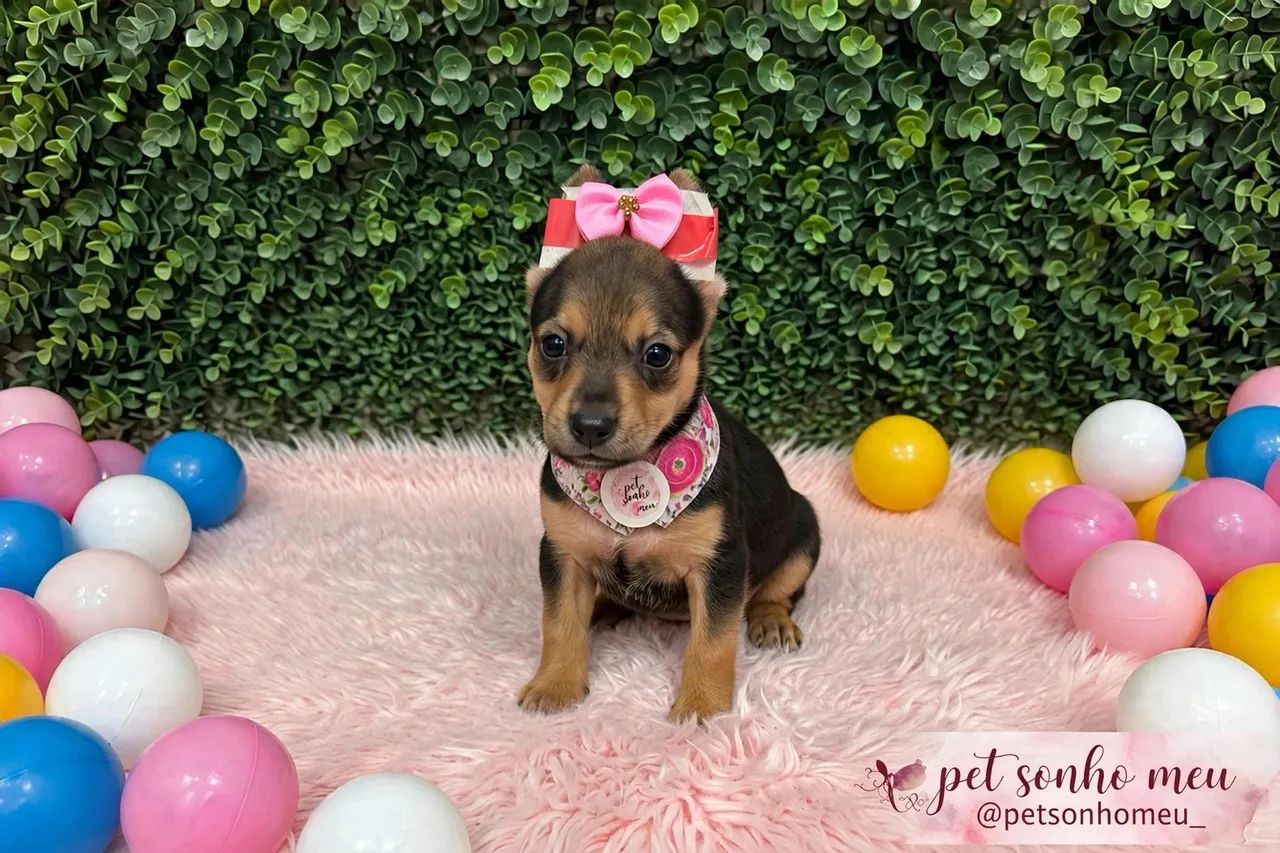 Pinscher miniaturas  - Foto 2