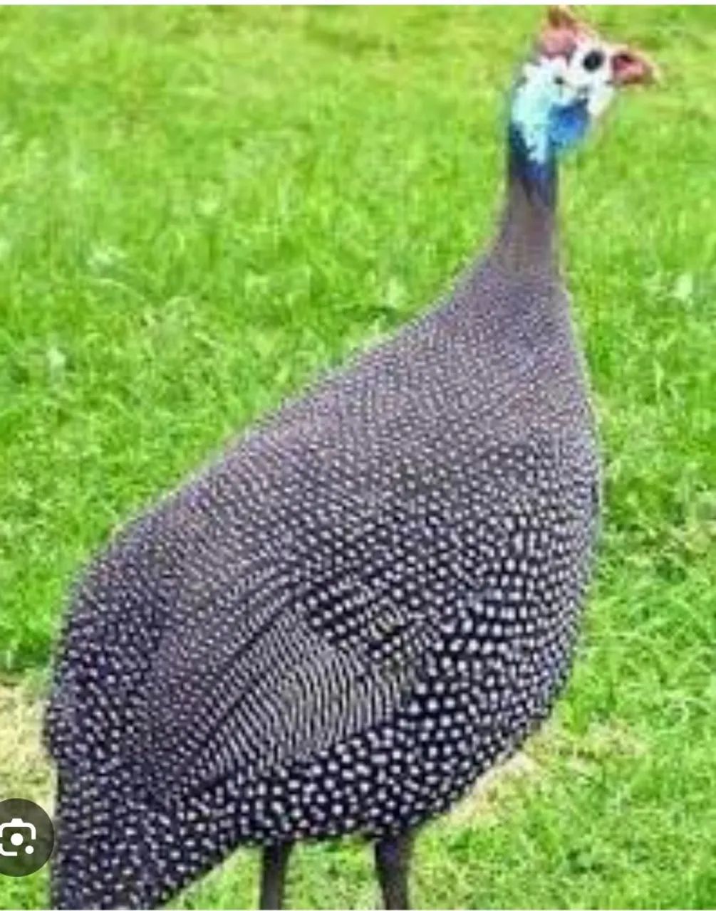 Galinha de angola 