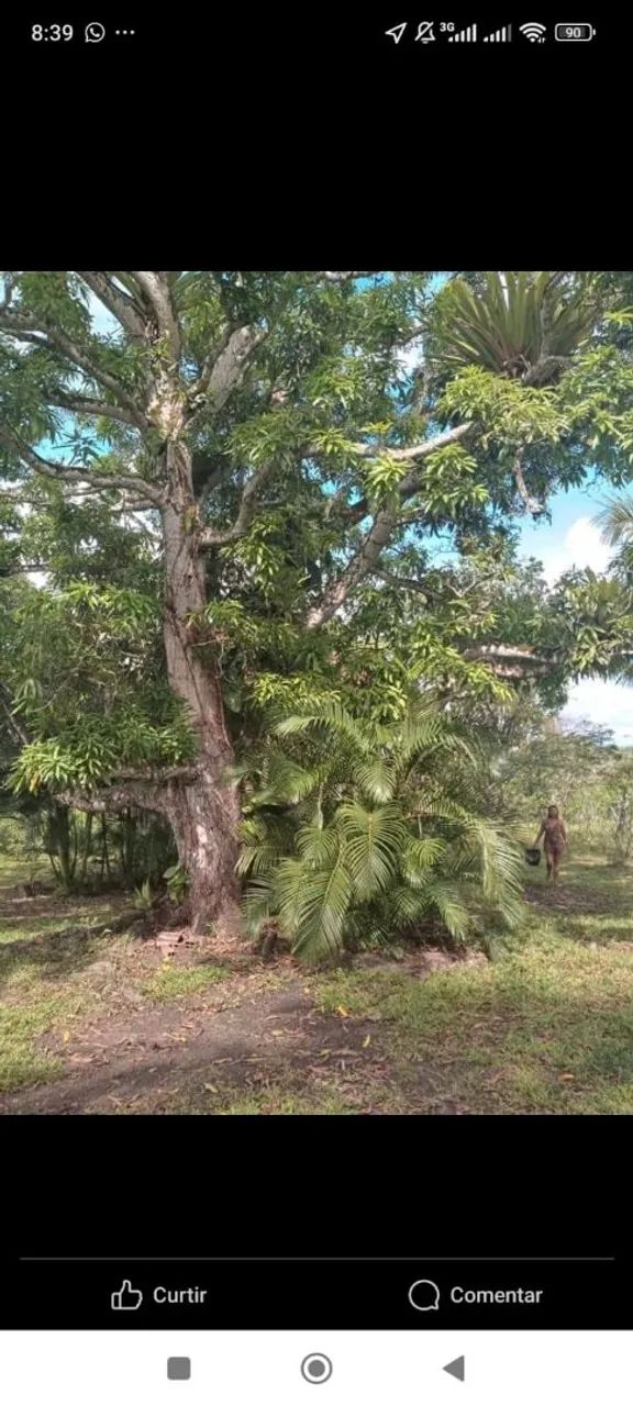 Vende-se sítio  - Foto 4