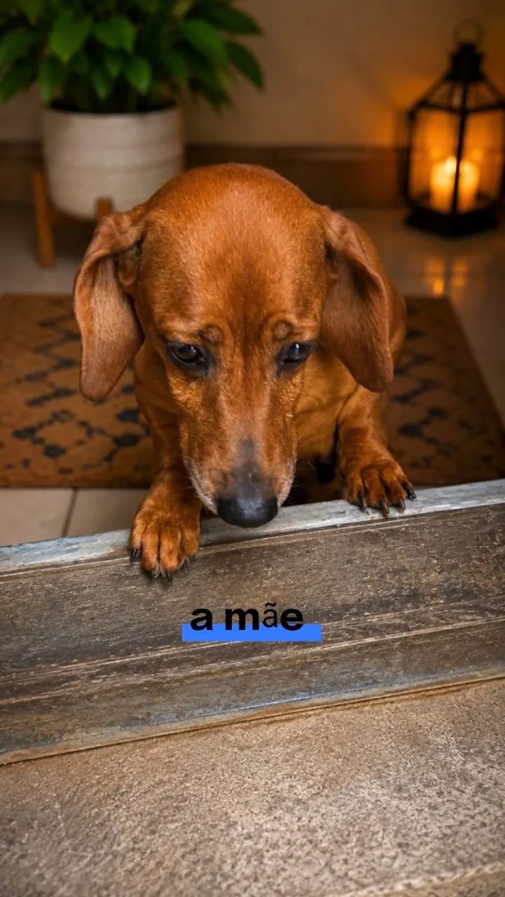 Vende se filhote de DACHSHUND  - Foto 5