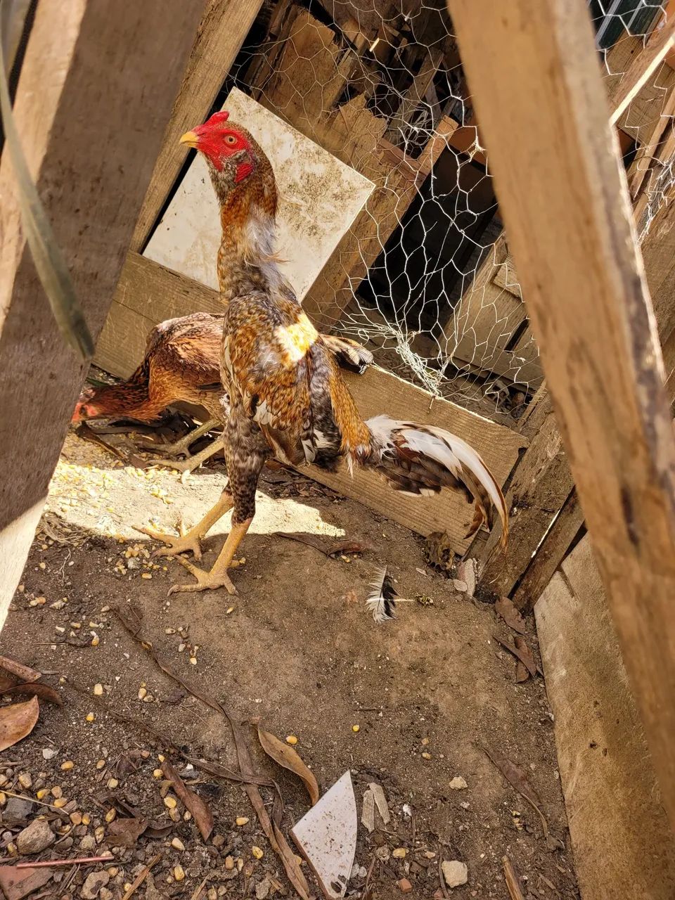 Carijo de respeito  - Foto 4