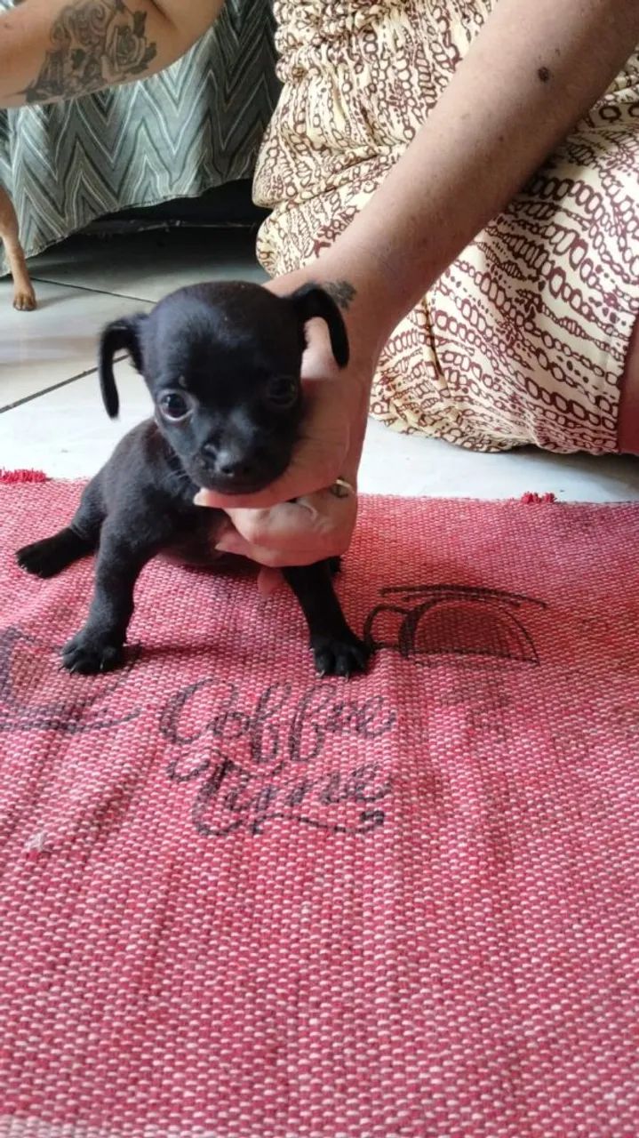 Pinscher 0 com 1 - Foto 3