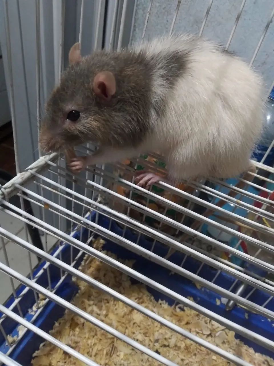 Rato Twister  - Foto 2