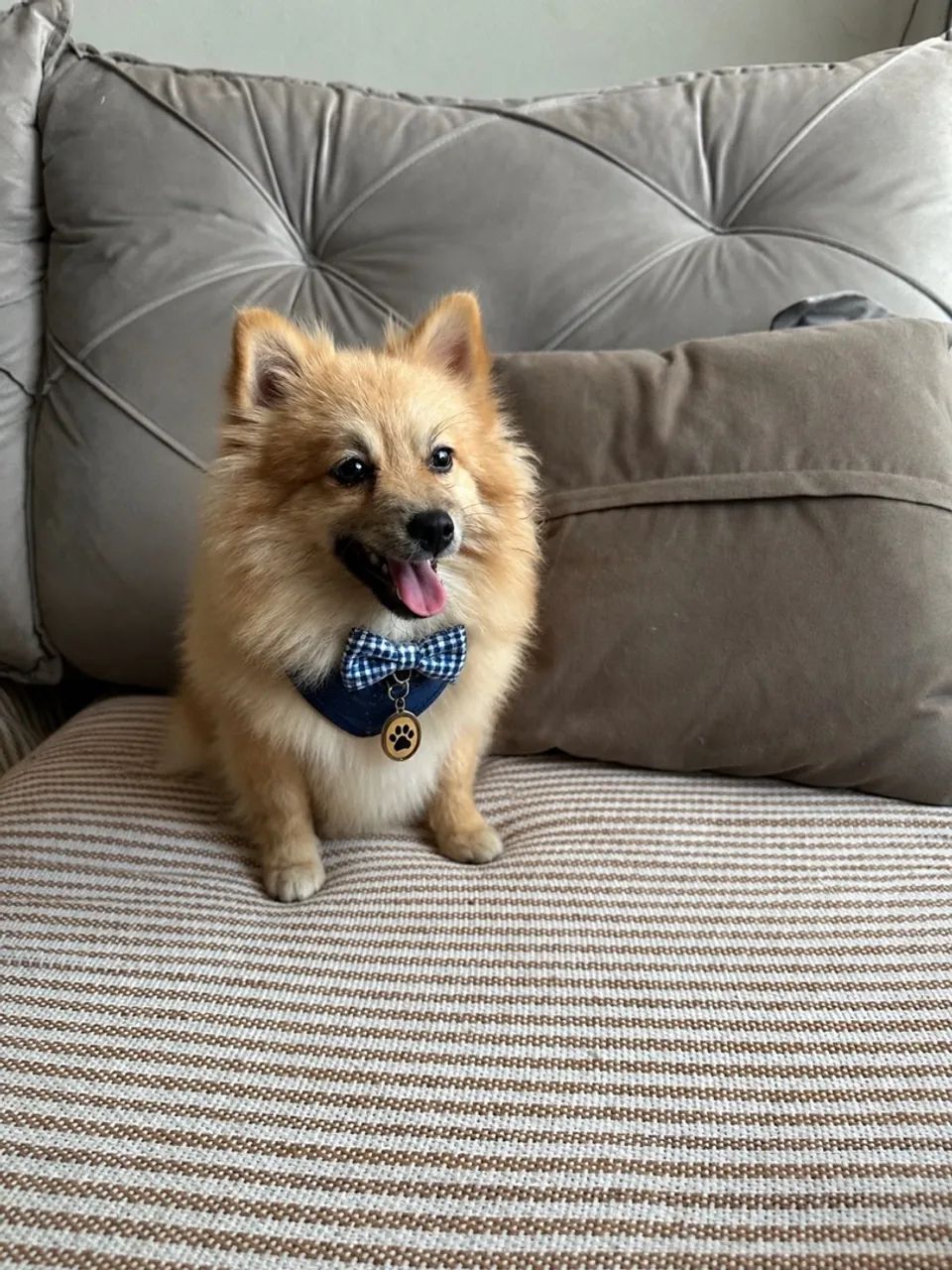 Spitz alemão macho 1 ano 