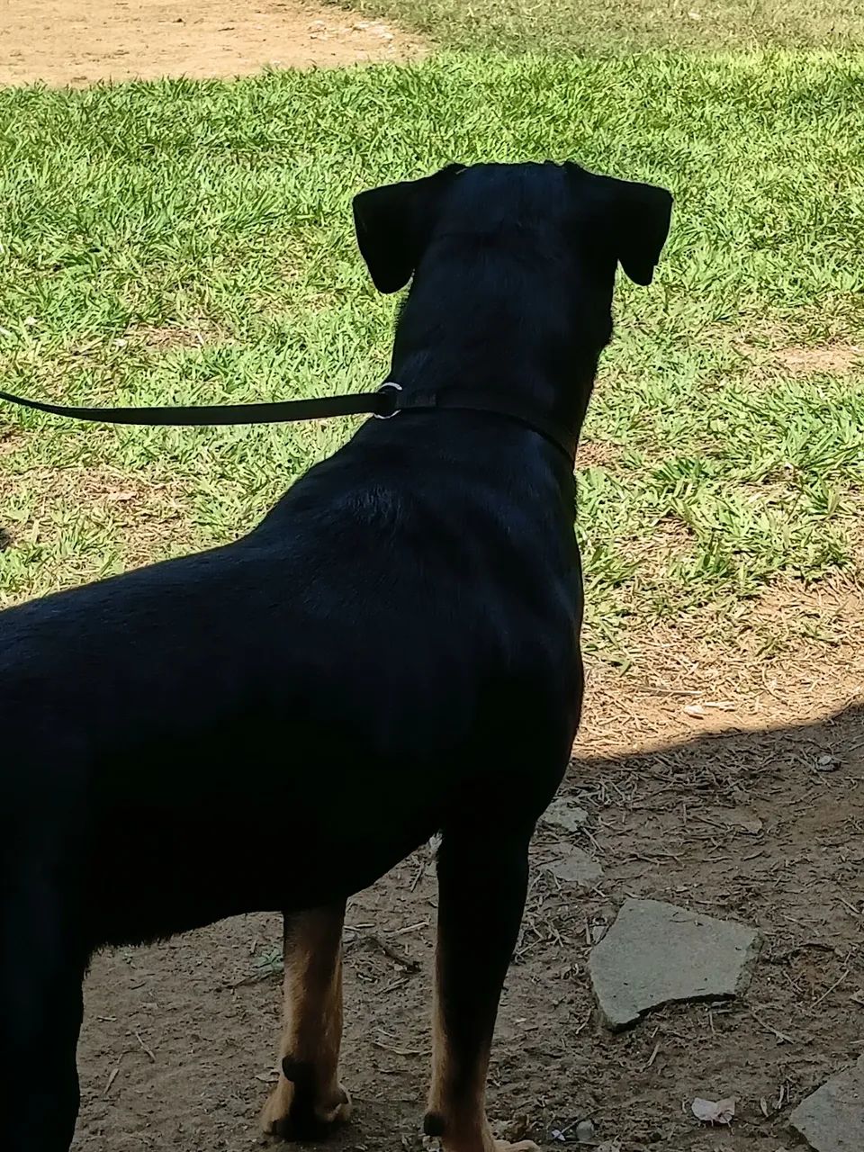 Doando esse Rottweiler  - Foto 4