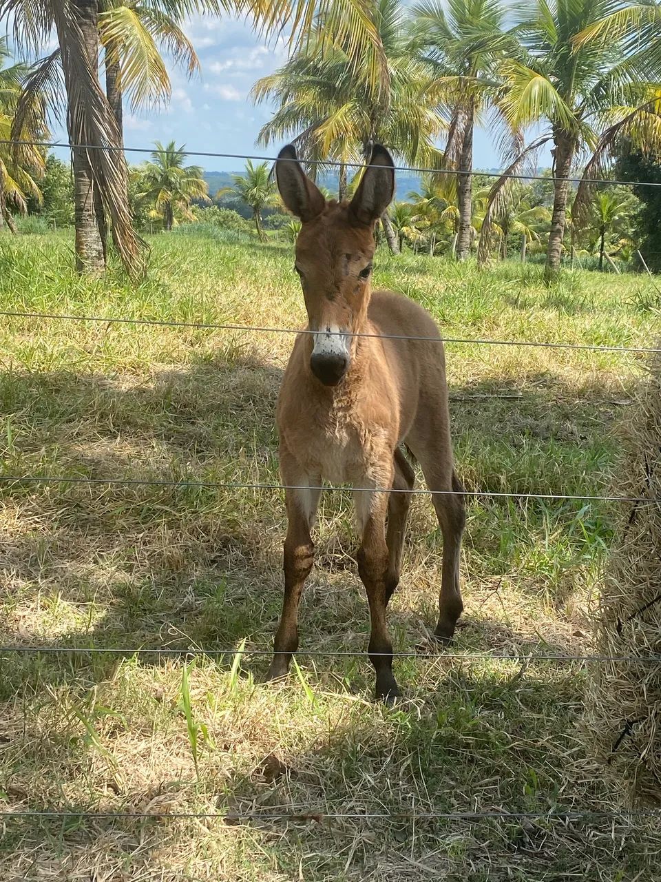 Égua mangalarga pampa parida de mula - Foto 4