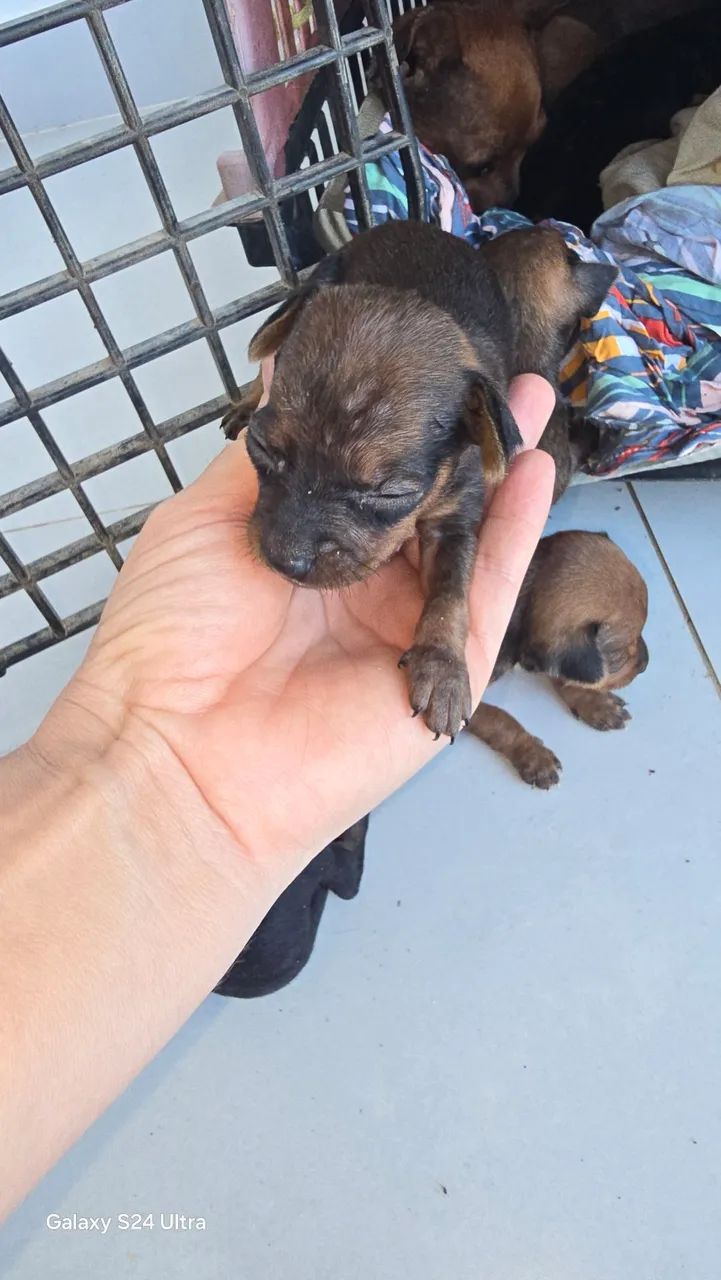 Cachorro pincher - Foto 2