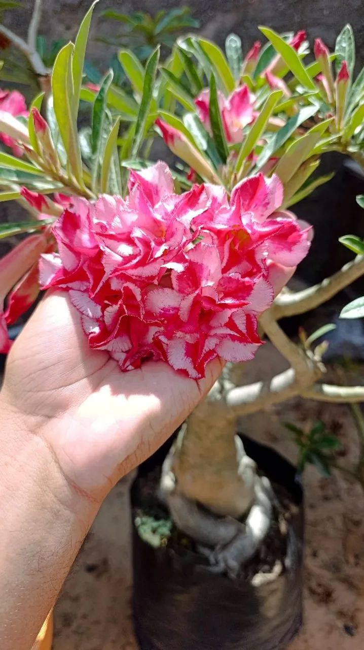Rosa do Deserto Grande 