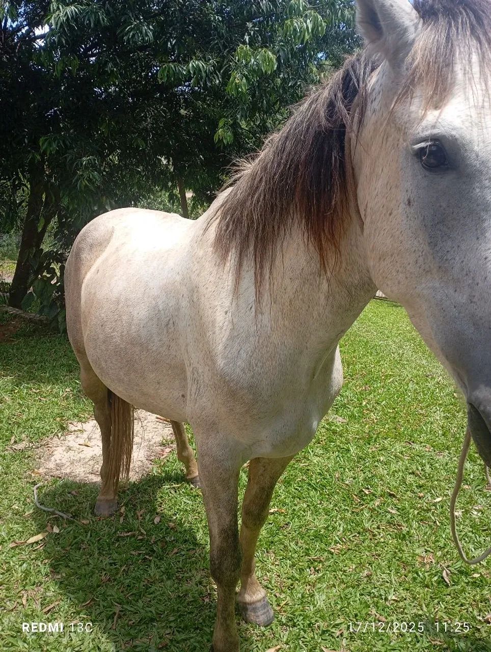 Vendo cavalo mangalarga manso 5 anos bom de marcha bem domado 
