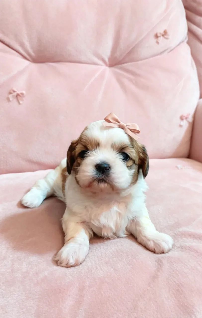 Cachorro da raça Shitzu  - Foto 3